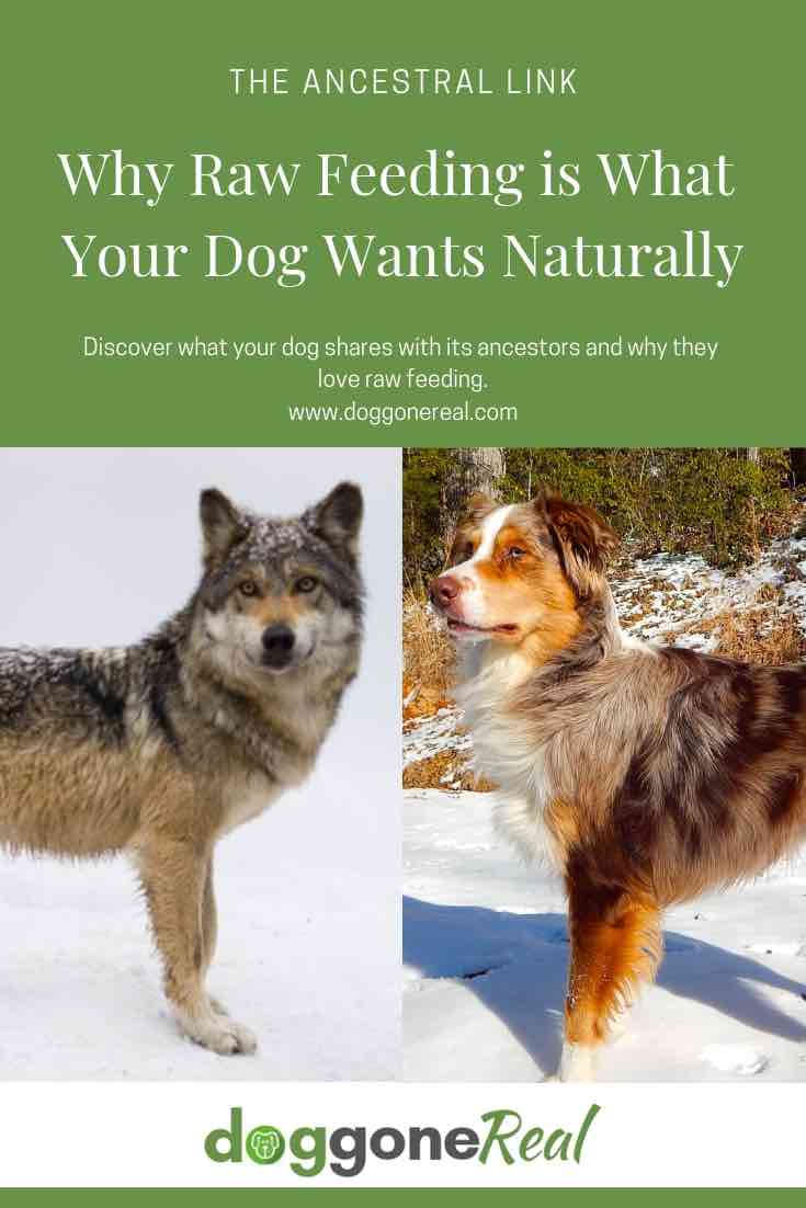 The Ancestral Link and Why Raw Feeding Is What Your Dog Wants Naturally