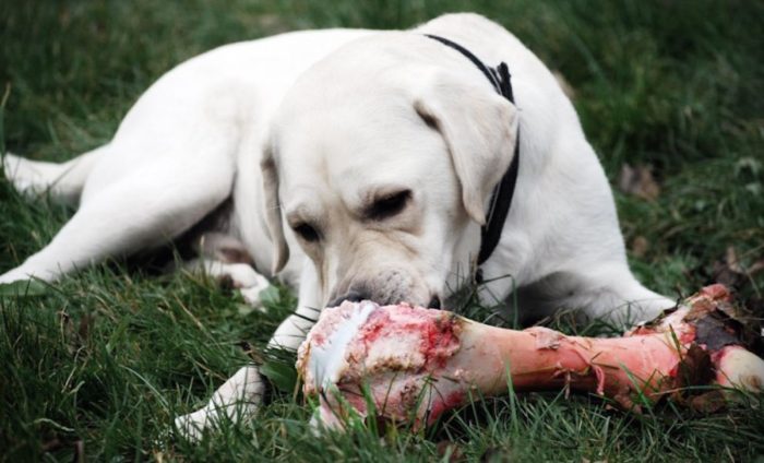 Dog eating raw meat on bone