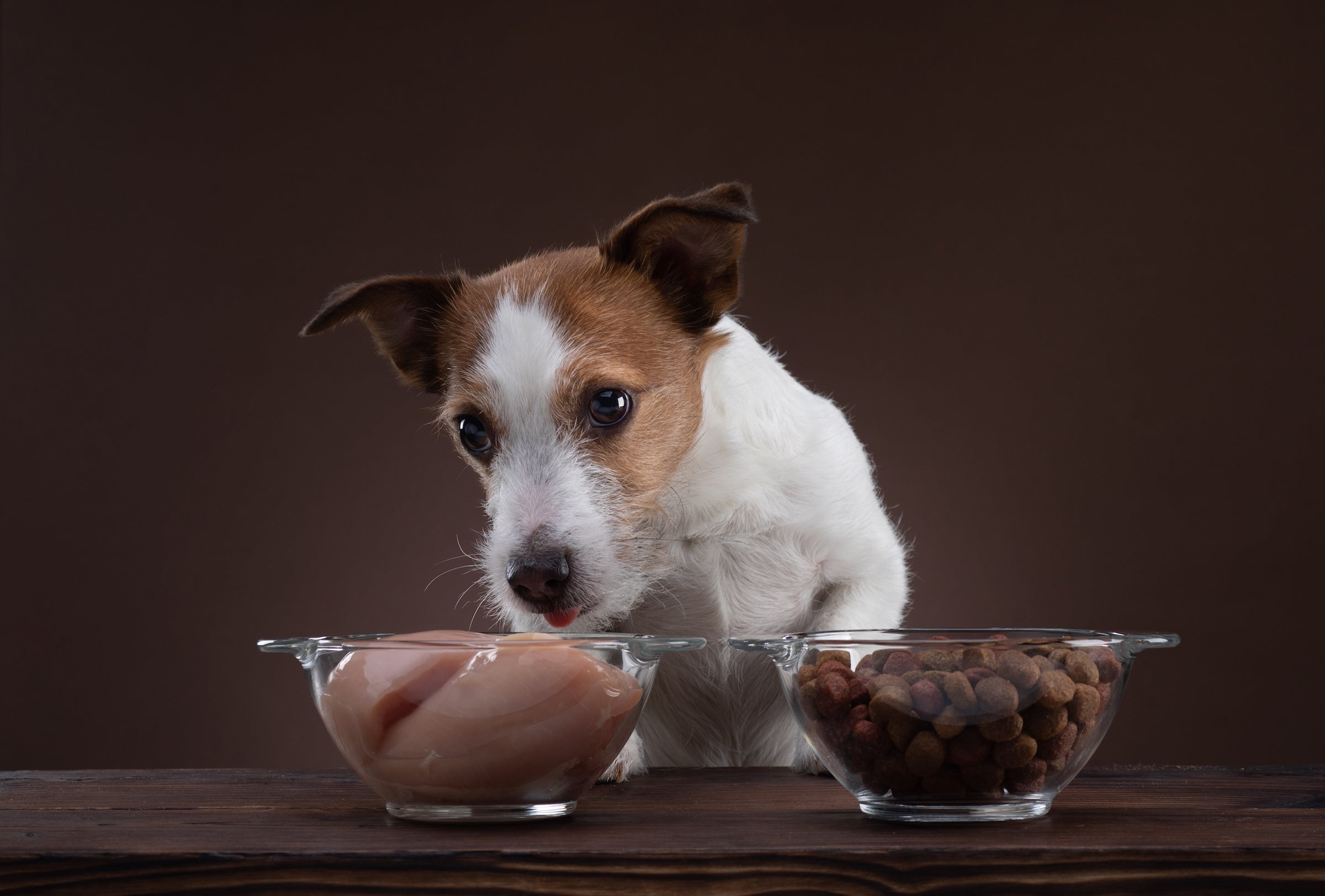 how long does it take a dog to digest raw food