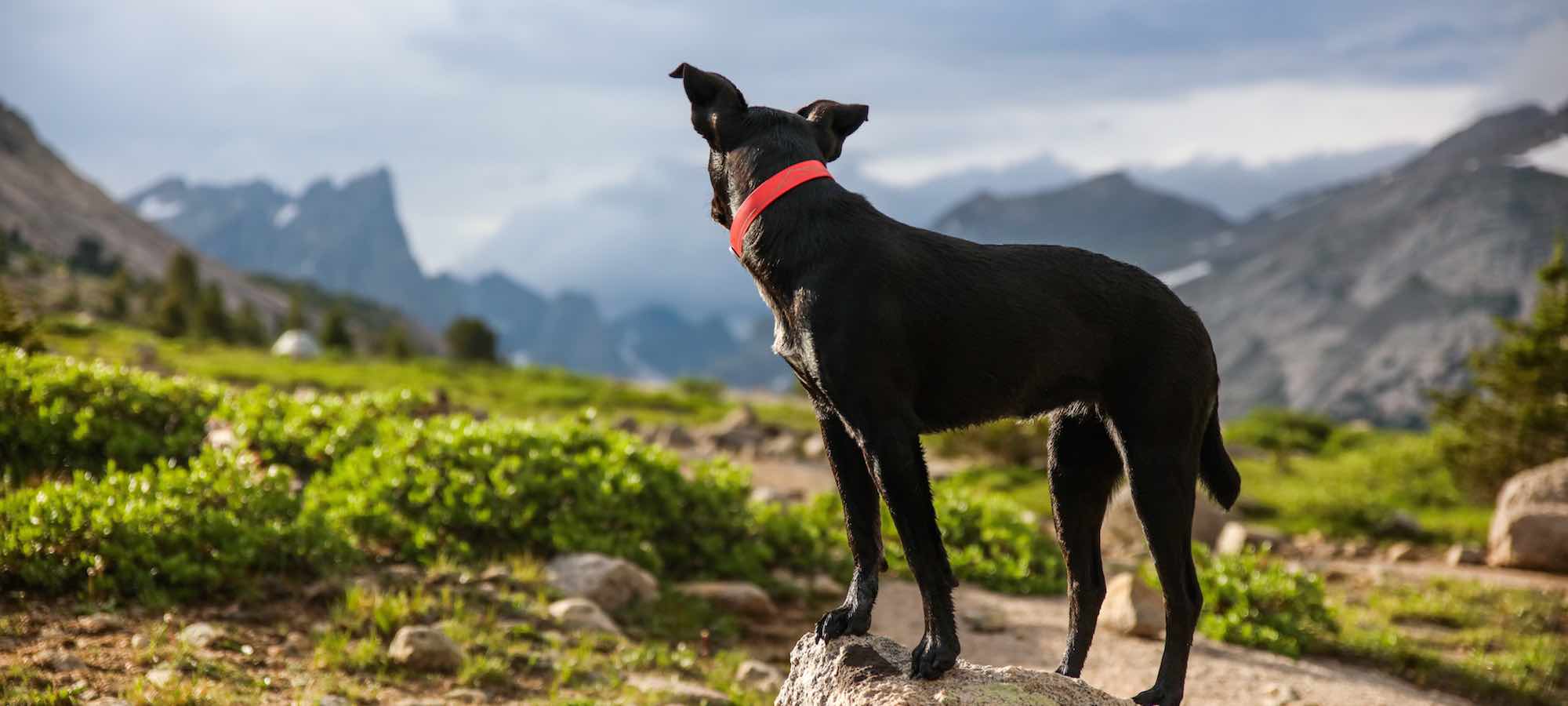 Black dog with red collar outside in mountains