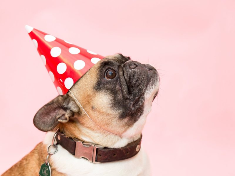 french-bull-dog-in party-hat