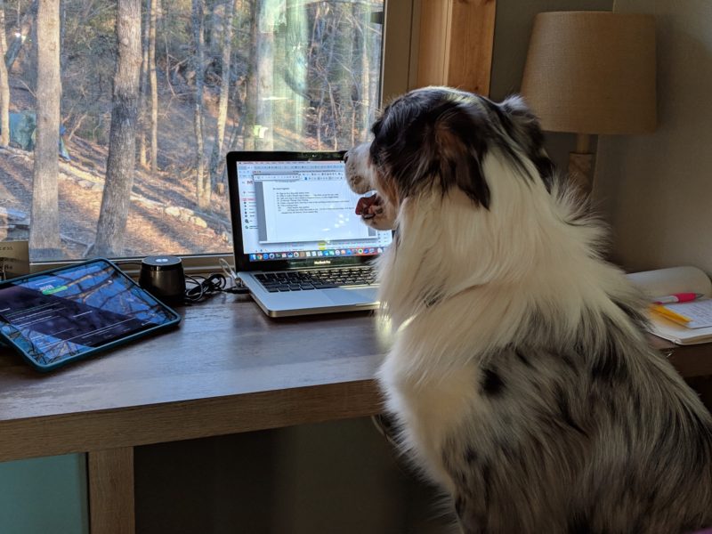 Take your dog to work with you