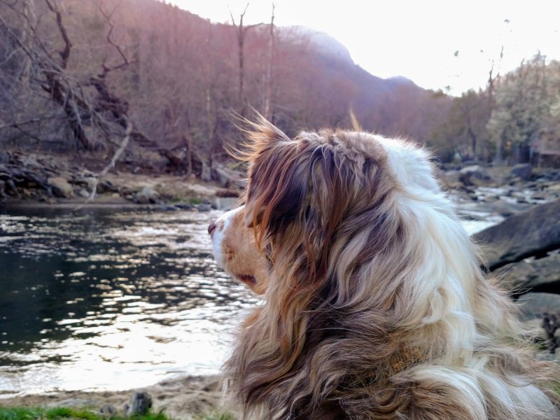 Dog watching sunset on river