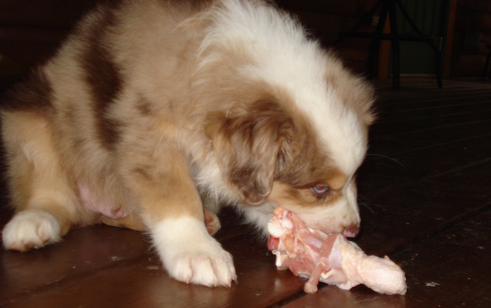 Raw Dog Food Diet 