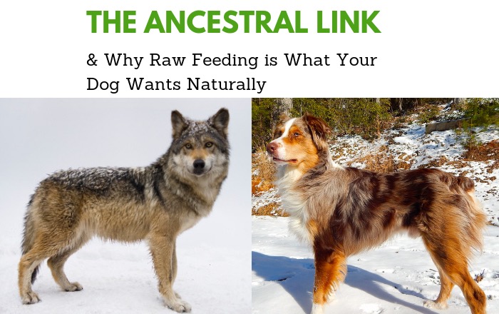 Ancestral Link Raw Feeding