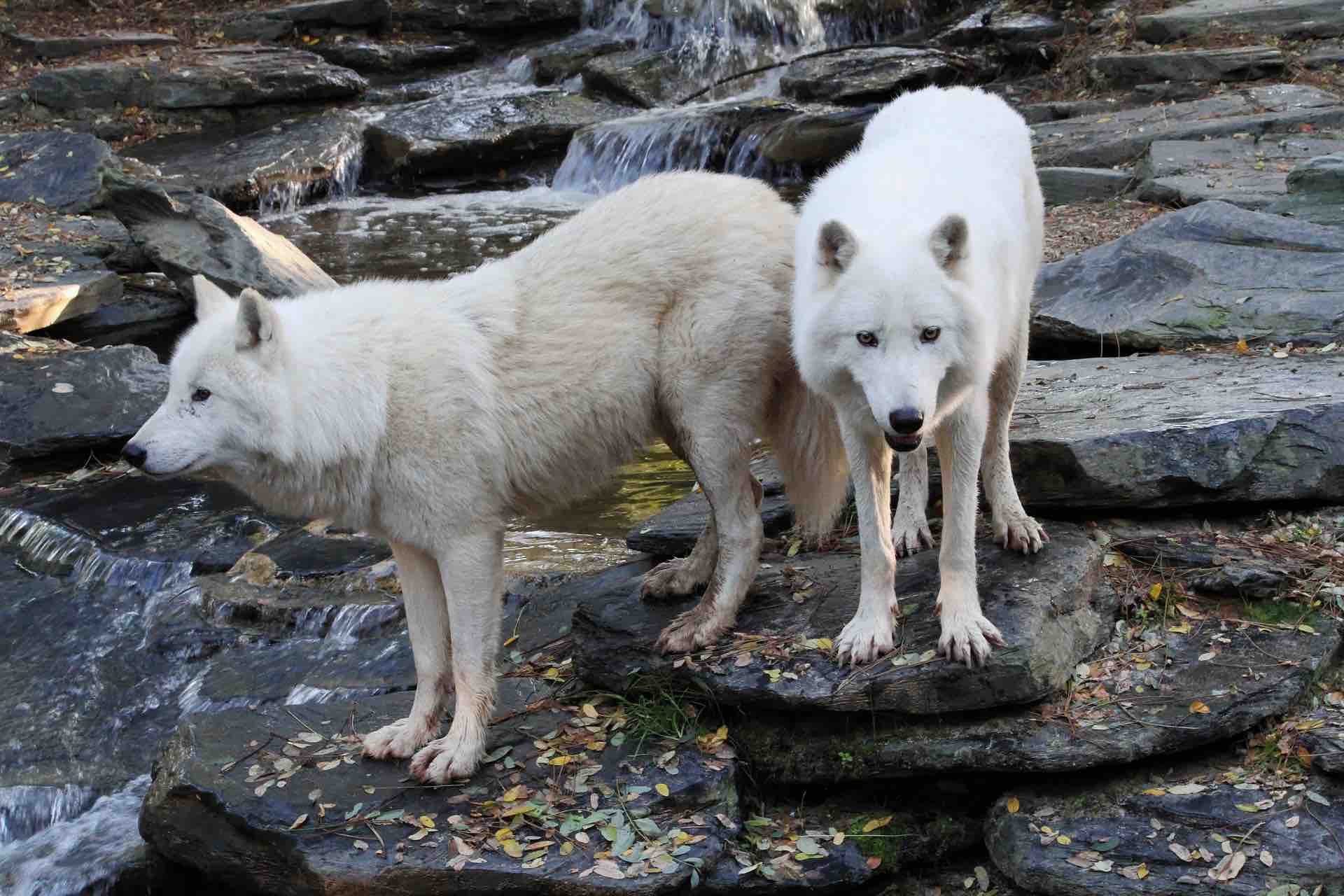 Two white wolves ancestral link with dogs