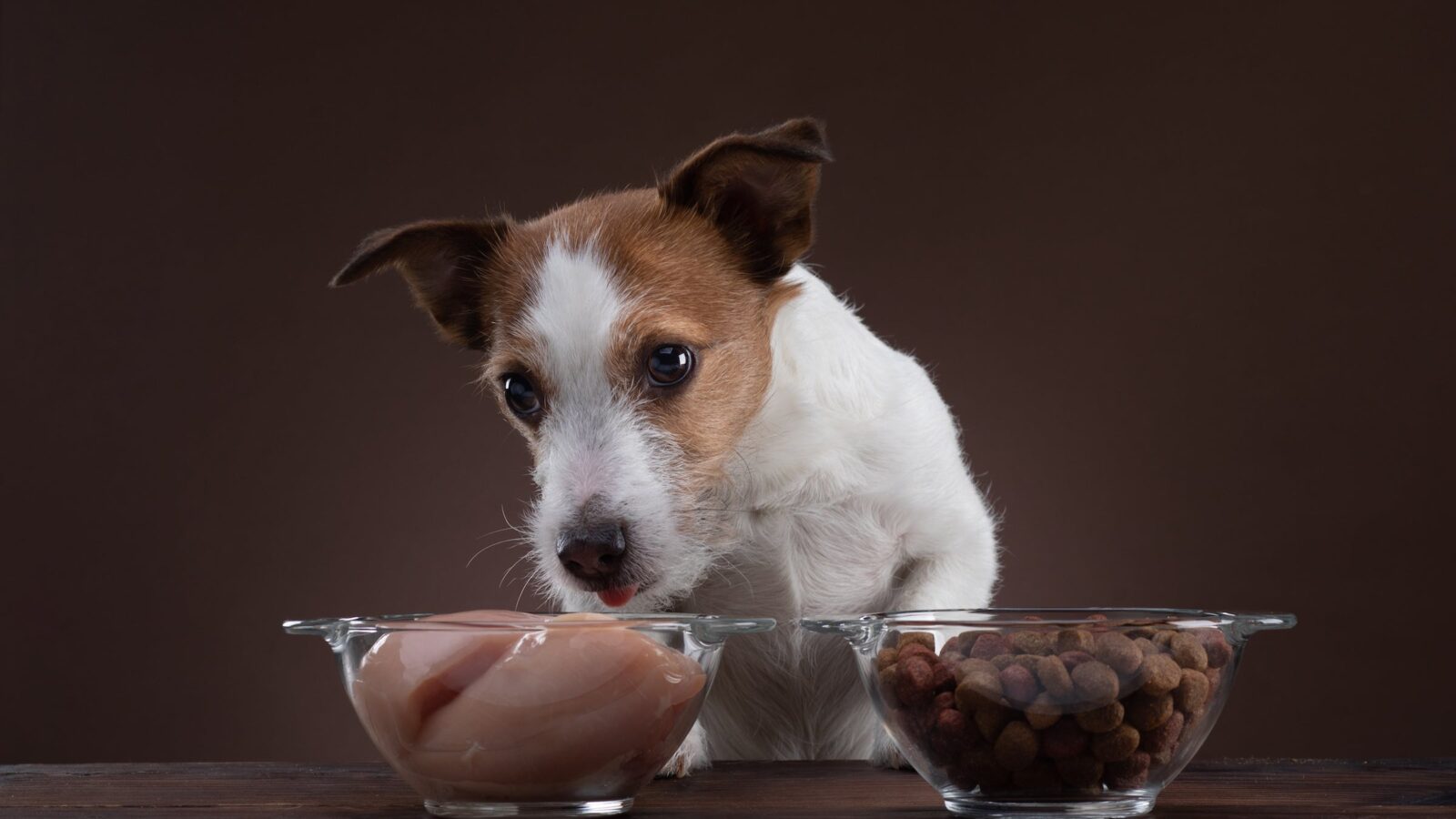 How to Transition Dog to Raw Diet