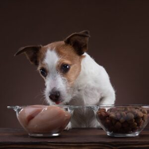 How to Transition Dog to Raw Diet