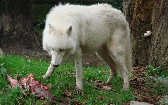 Barf vs Prey Raw Diet - Wolf Eating Wild Prey