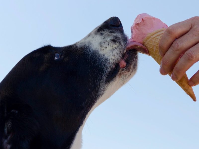 Dog eating ice cream cone
