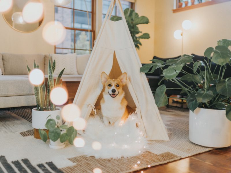 Corgi dog in teepee fort