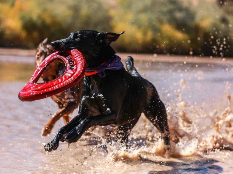 Dogs playing in the water with a toy