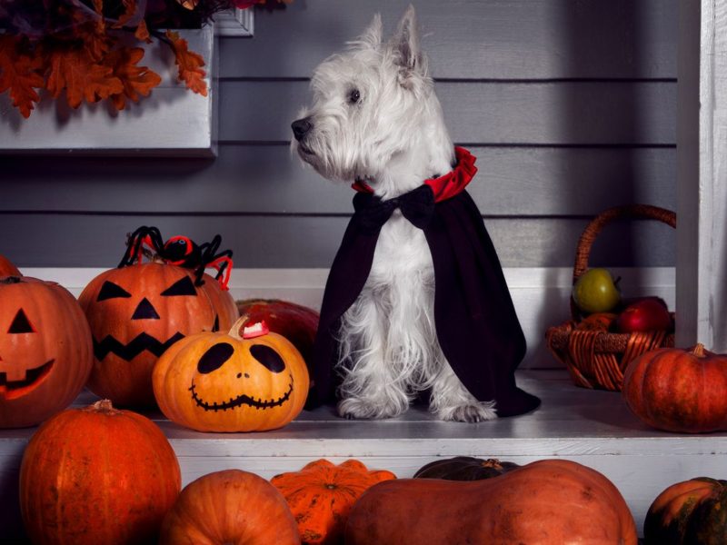 Dog in vampire costume for halloween