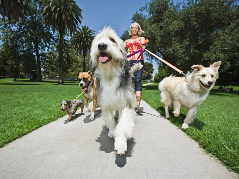 Lady walking dogs