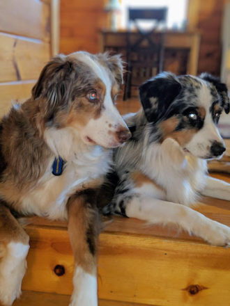 Gunner and Colt - Australian Shepherds on Raw Diet